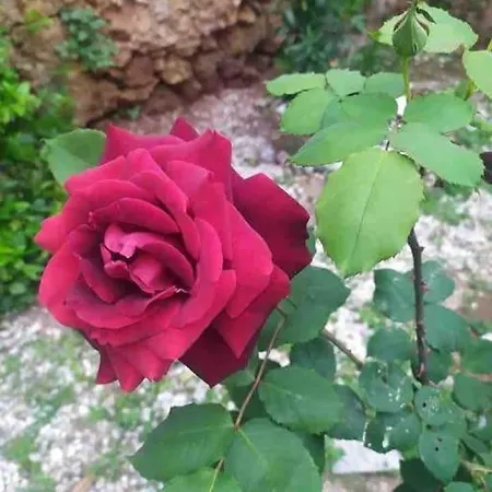 Kalliston House With A Yard Nyaraló