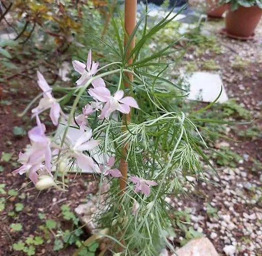 Kalliston House With A Yard La Canea