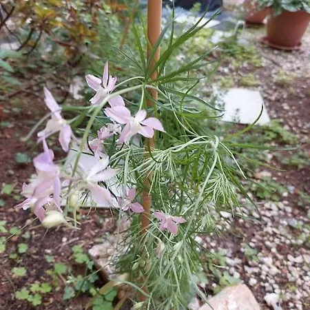 Kalliston House With A Yard Chania (Crete)