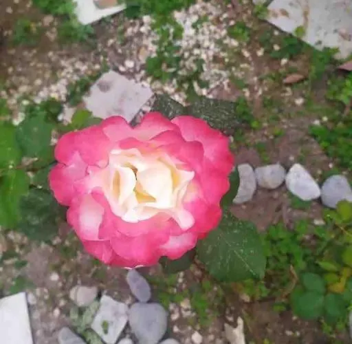 Hébergement de vacances Kalliston House With A Yard *