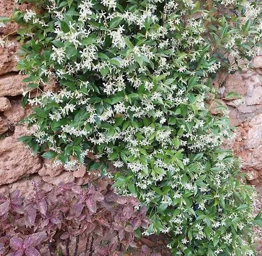 Kalliston House With A Yard