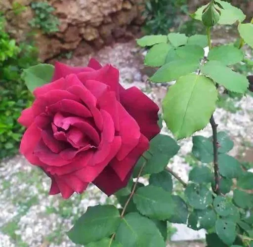 Kalliston House With A Yard Дом отдыха